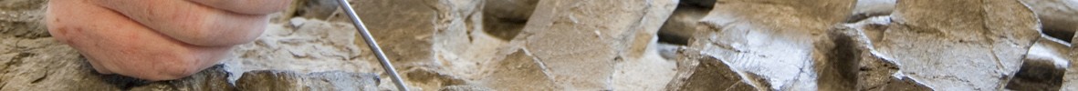 Eine Hand die ein spitzes Werkzeug hält legt behutsam das Fossil frei.